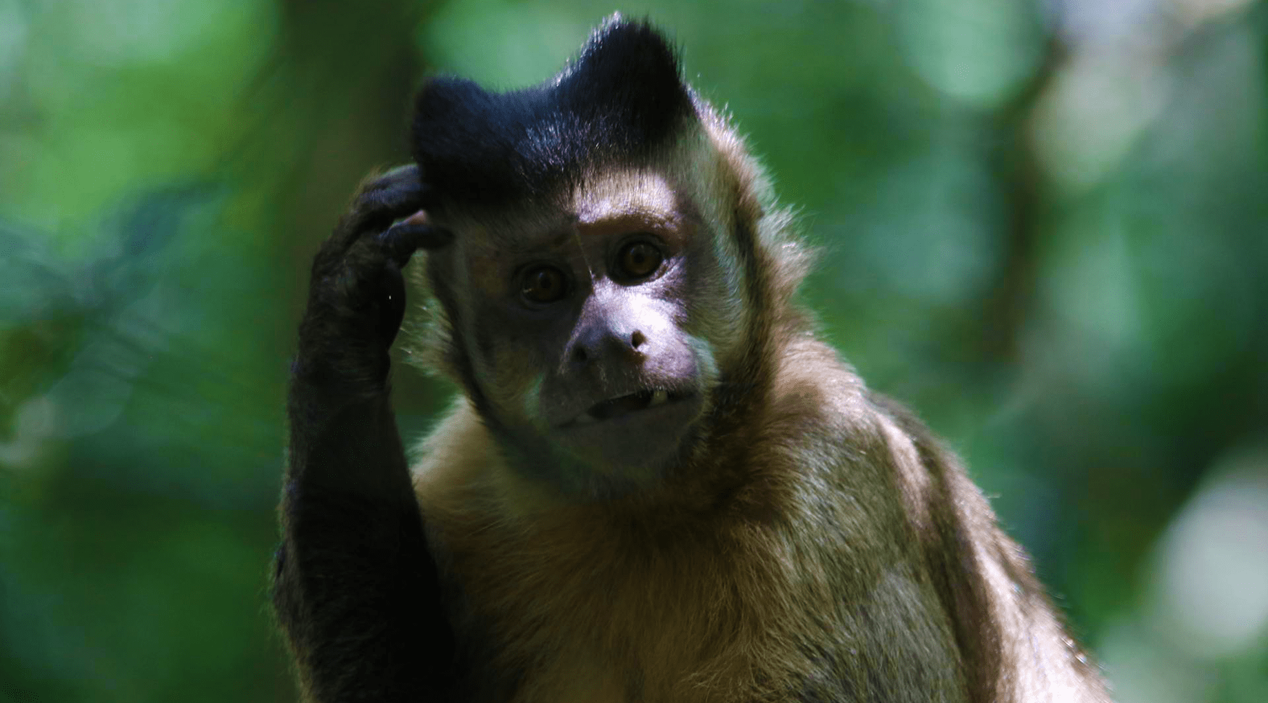 A small brown monkey scratches their head looking confused.