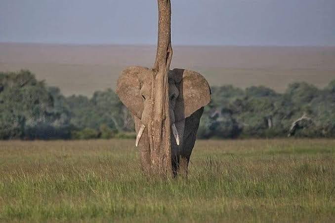 Elephant partially hidden behind a tree in grassland