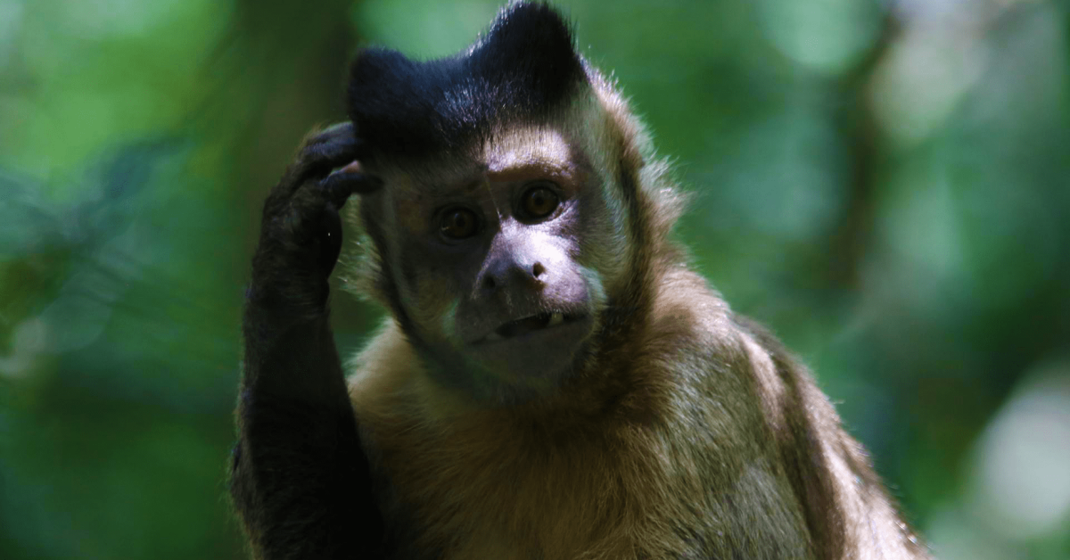 A small brown monkey scratches their head looking confused.